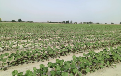  生态棉业——88858cc永利官网集团稳步推进上半年生产谋划